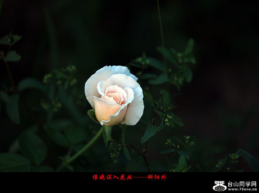DPP_2017.10.50201_副本.jpg