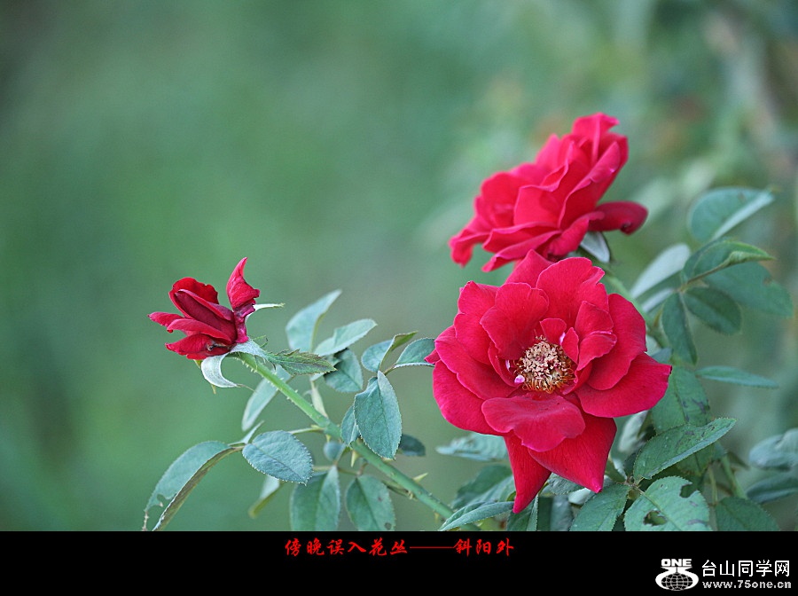 DPP_2017.10.50252_副本.jpg