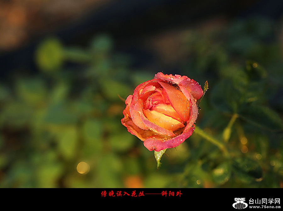 DPP_2017.10.80115_副本.jpg
