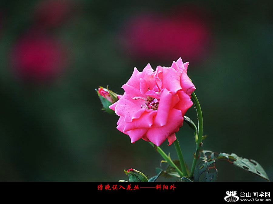 DPP_2017.10.50175_副本.jpg