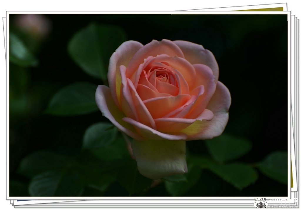 DSC_5025.jpg