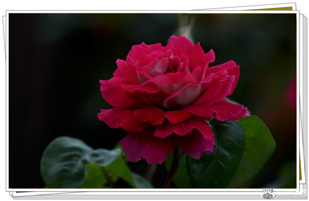 DSC_4917.jpg