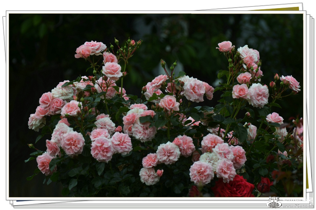 DSC_6249.jpg