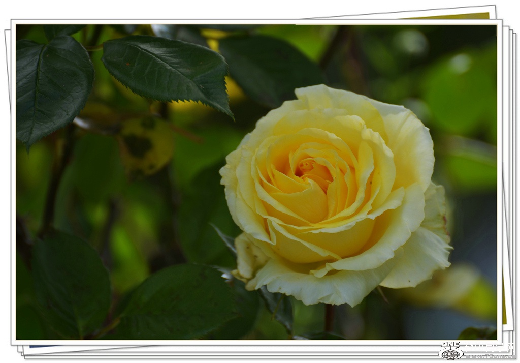 DSC_4975.jpg