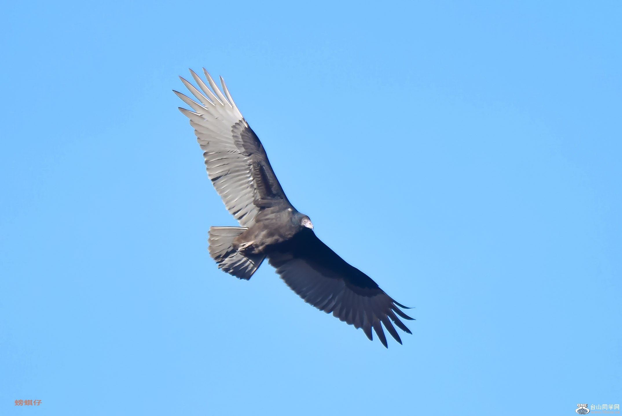 DSC_00123a7.jpg