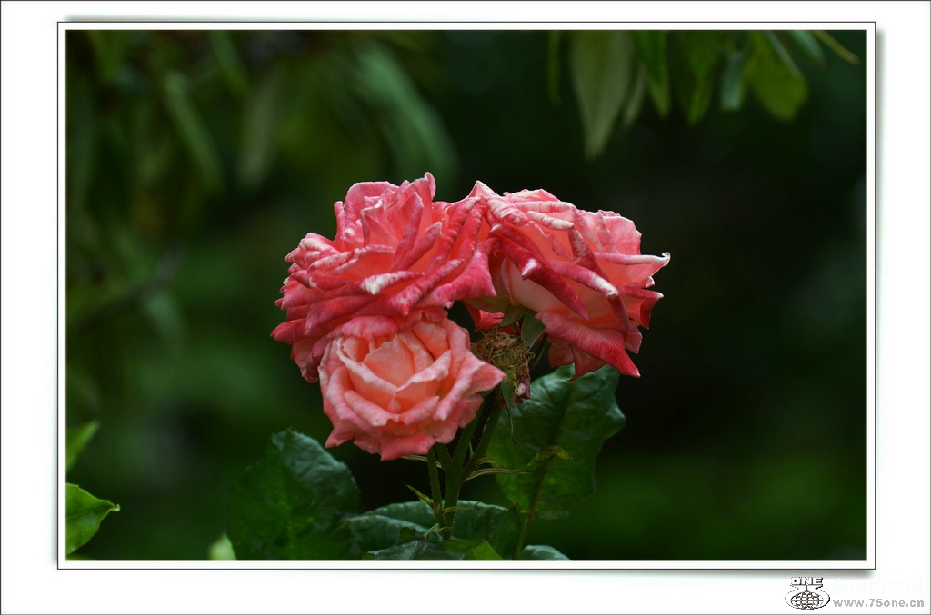 DSC_7525.jpg