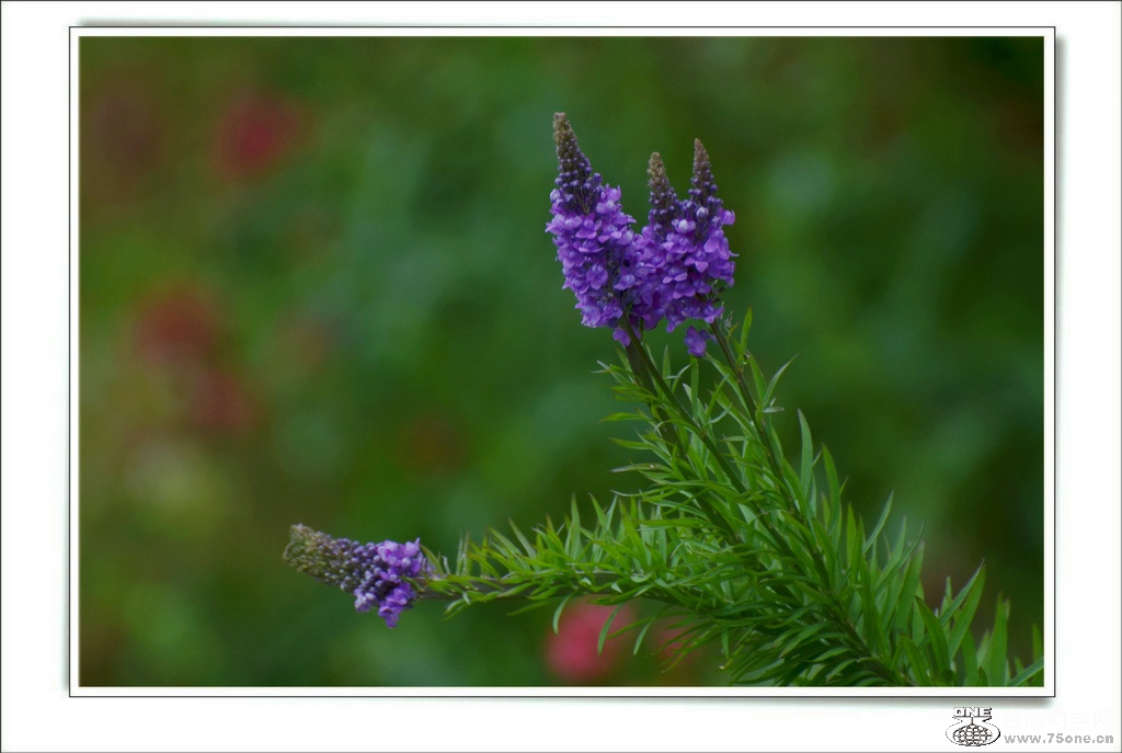 DSC_7734.jpg