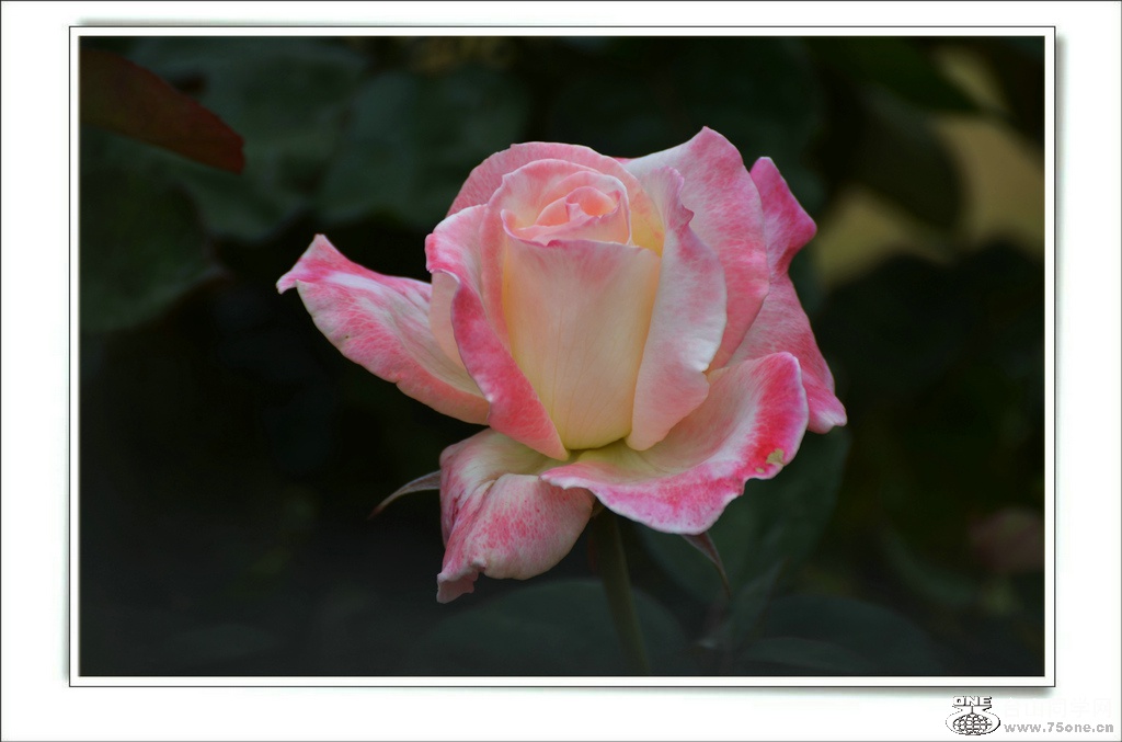 DSC_7289.jpg