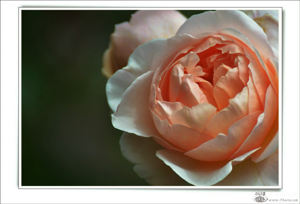 DSC_7430.jpg