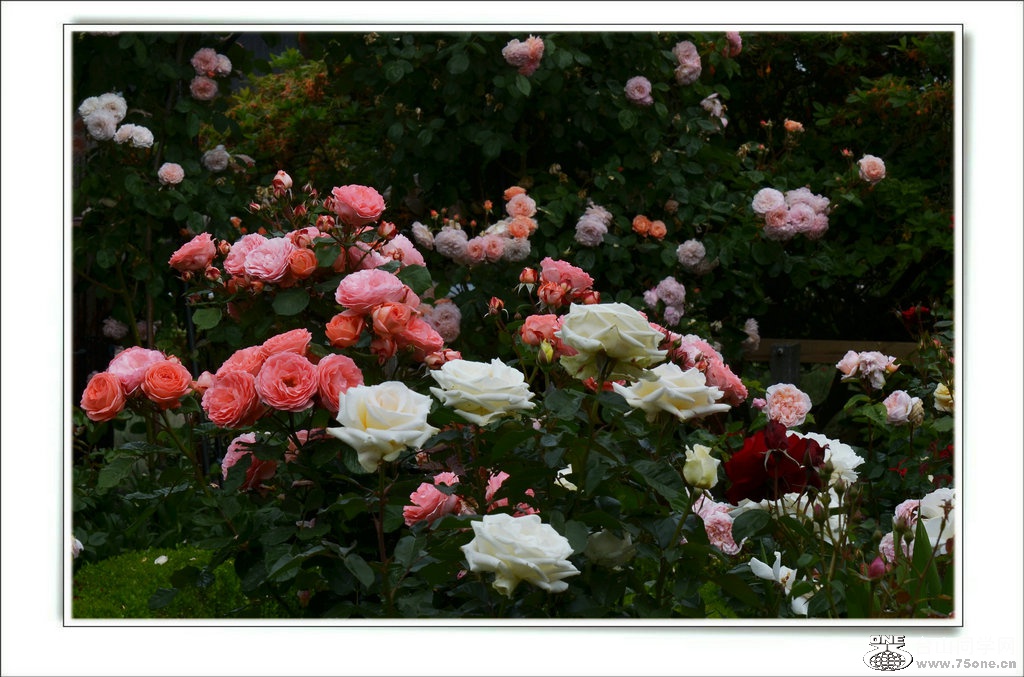 DSC_7434.jpg