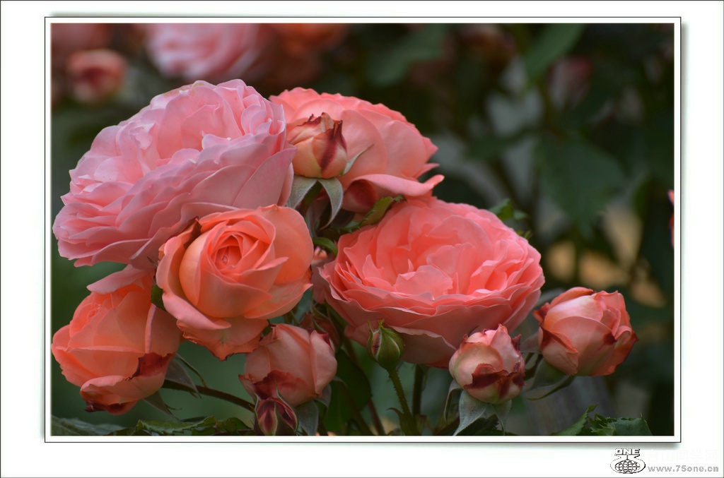 DSC_7374.jpg
