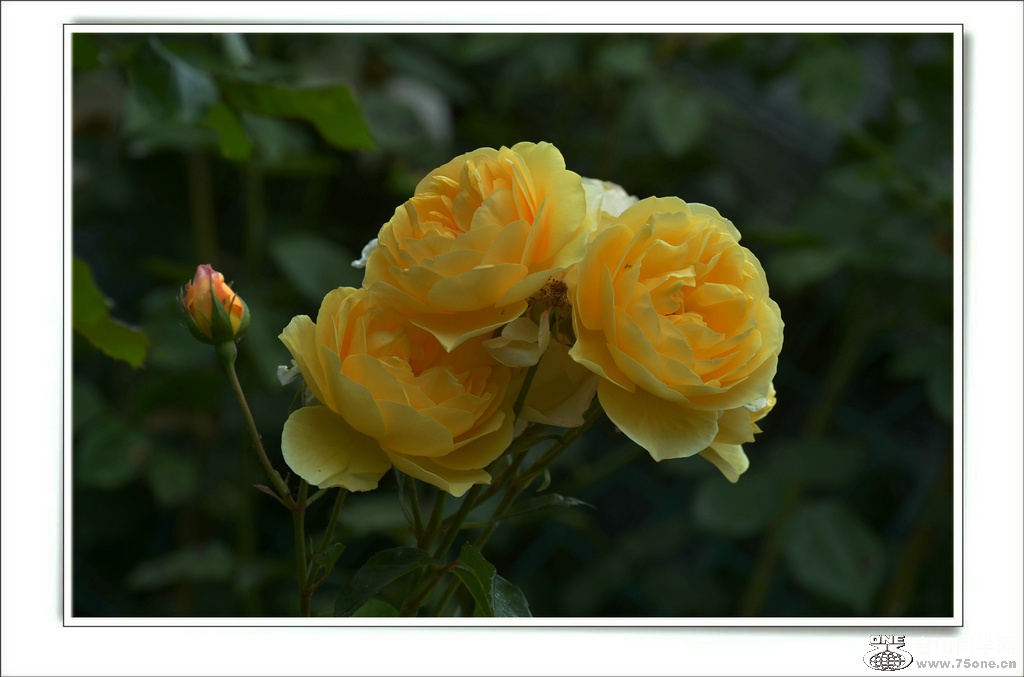 DSC_7403.jpg