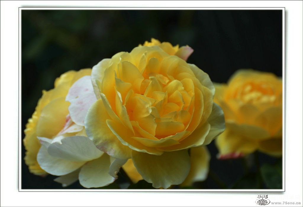 DSC_7404.jpg