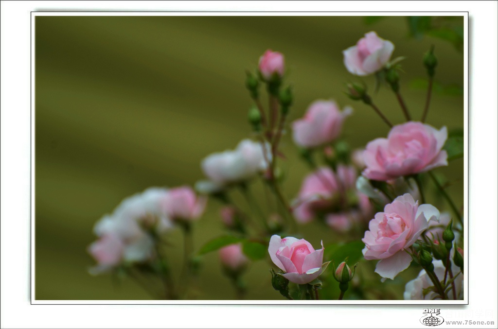 DSC_7323.jpg