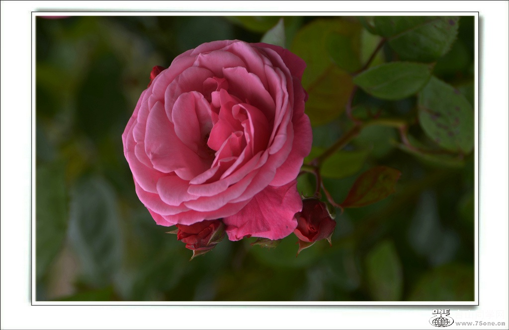 DSC_7357.jpg