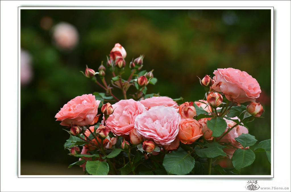 DSC_7366.jpg