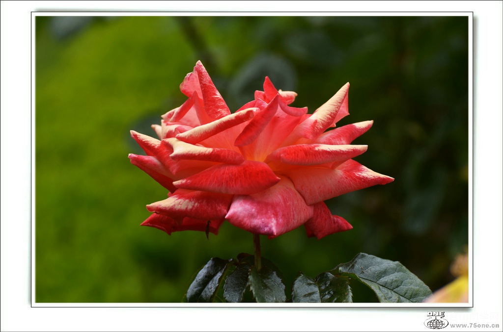 DSC_7388.jpg