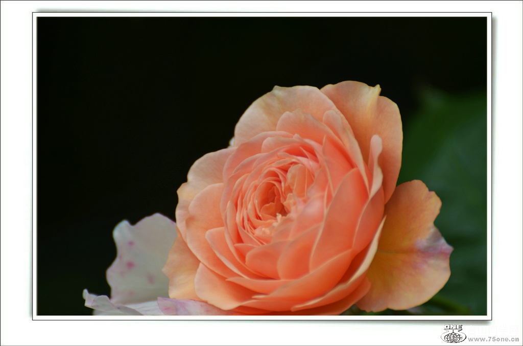 DSC_7423.jpg