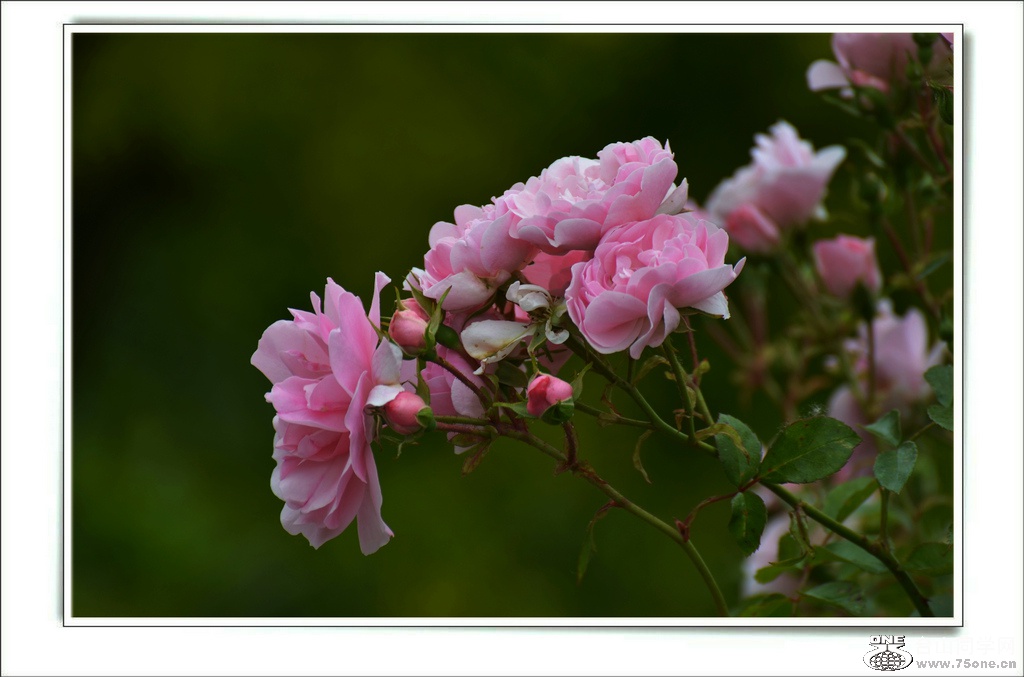 DSC_7315.jpg