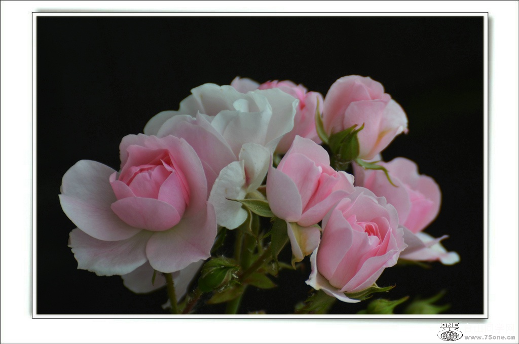 DSC_7320.jpg