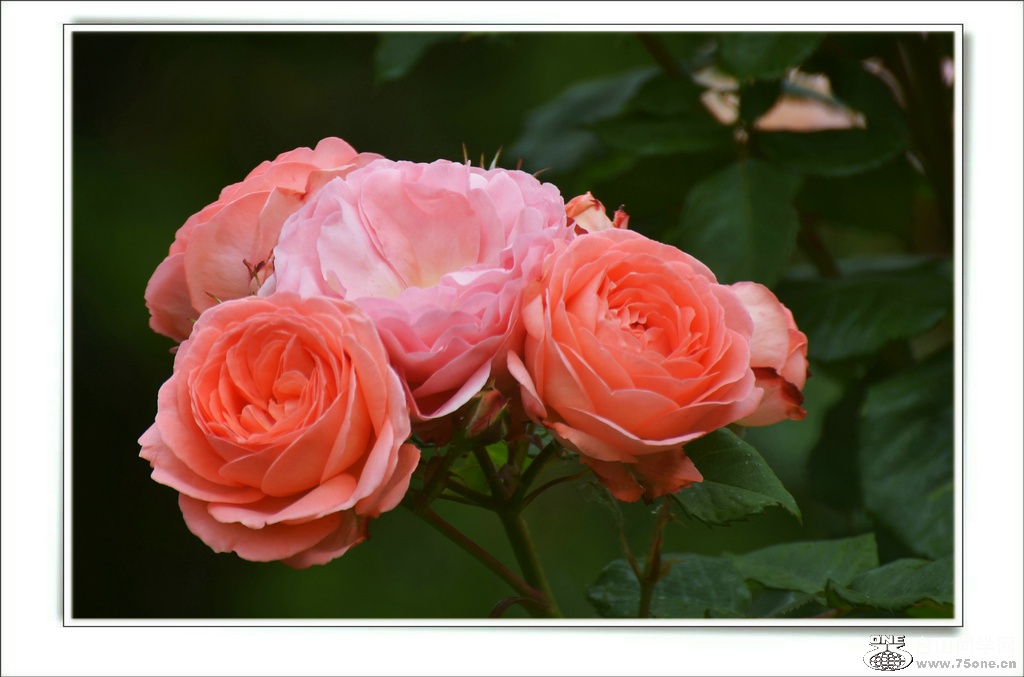 DSC_7365.jpg