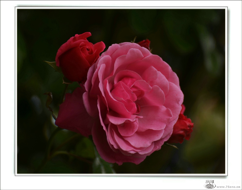 DSC_7371.jpg