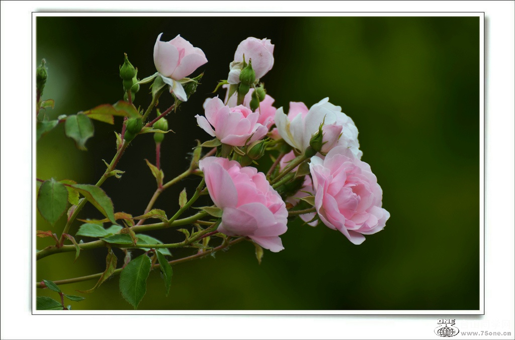 DSC_7330.jpg