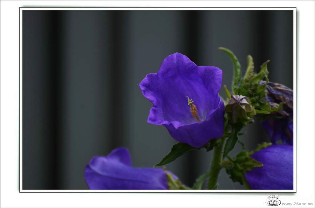 DSC_7412.jpg