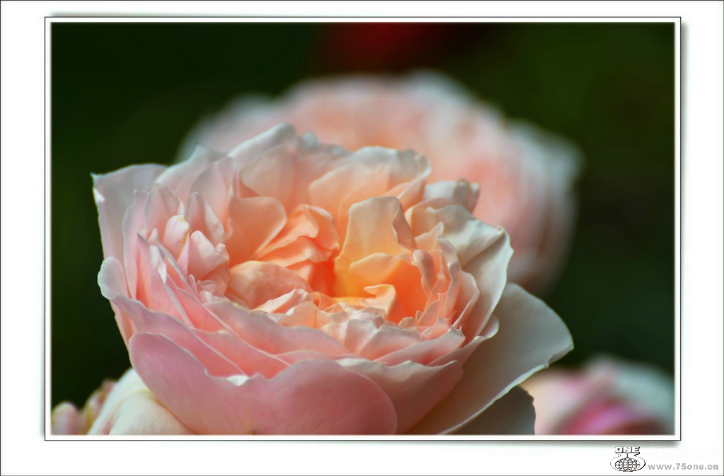 DSC_7429.jpg