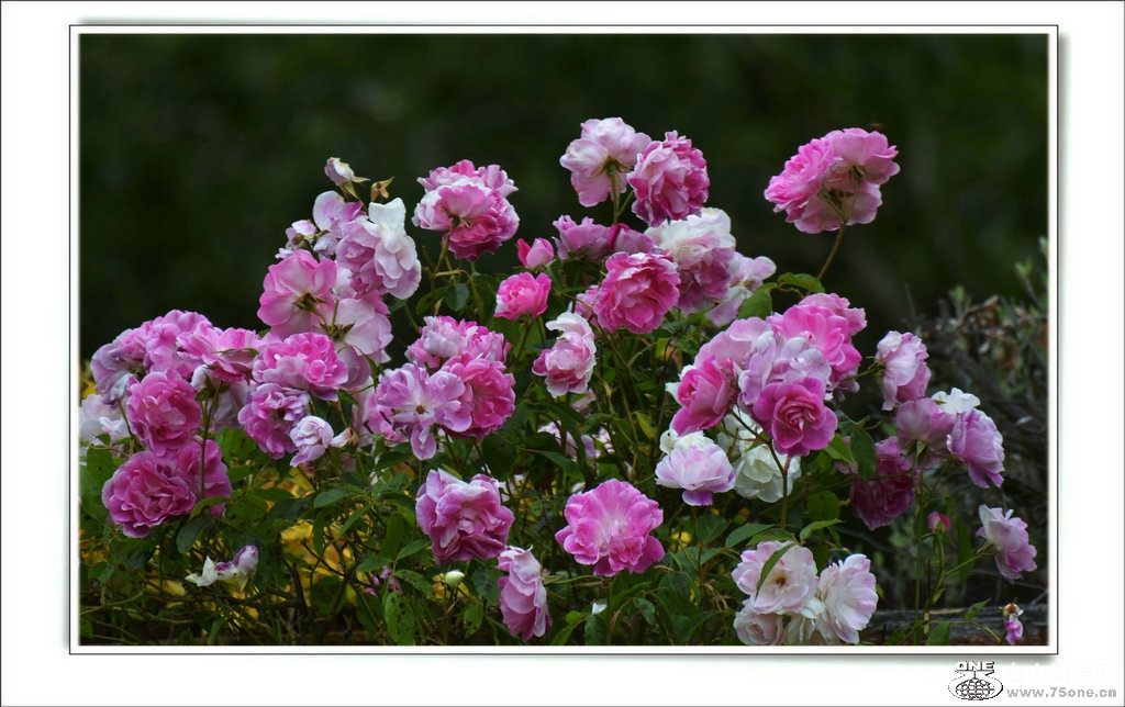 DSC_7286.jpg