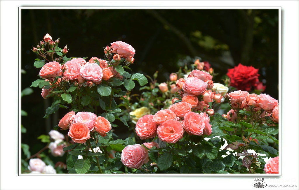 DSC_7401.jpg