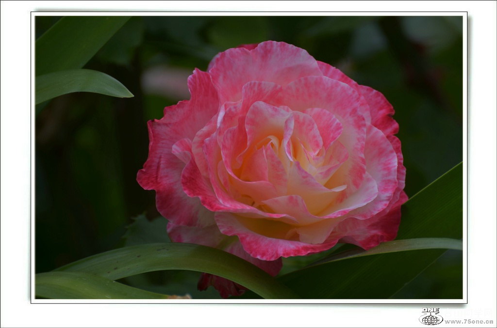 DSC_7343.jpg