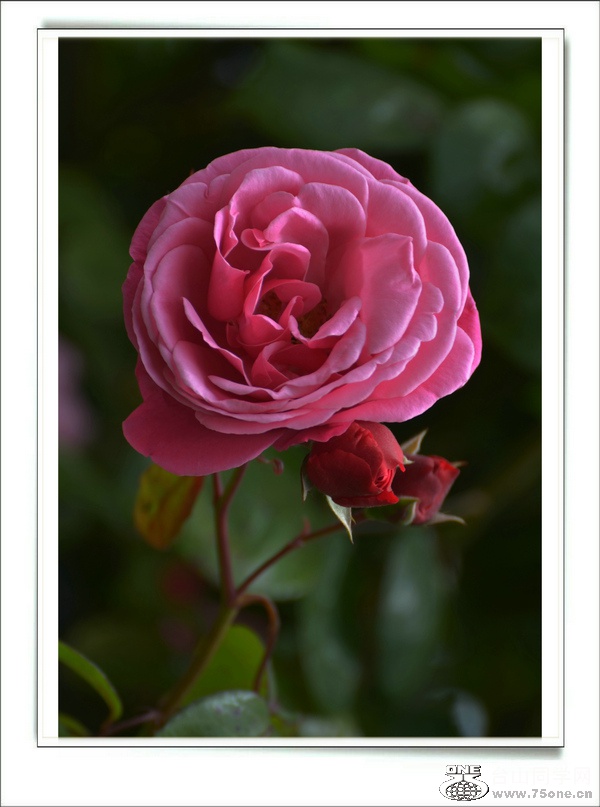 DSC_7442.jpg