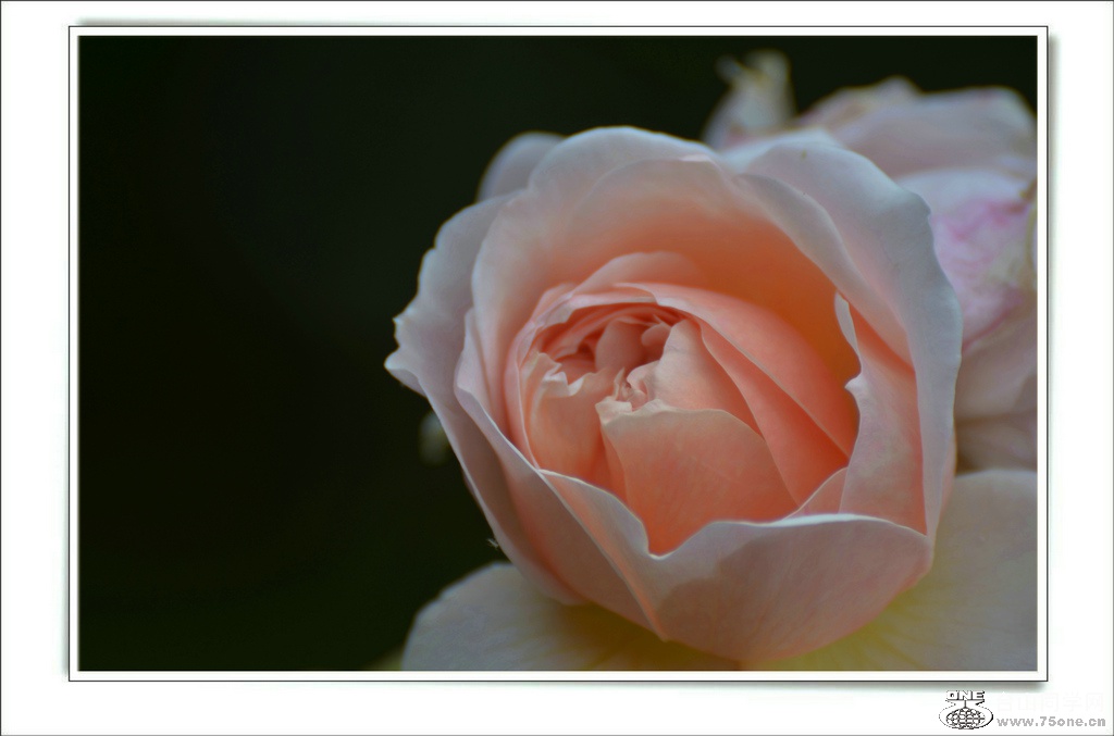 DSC_7420.jpg
