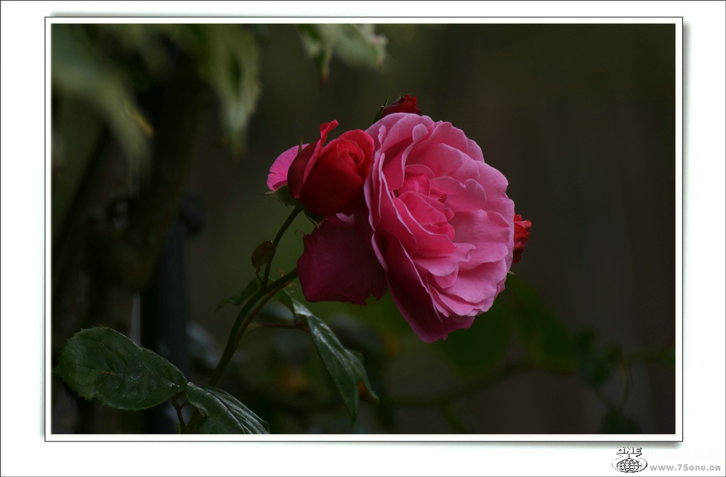 DSC_7346.jpg