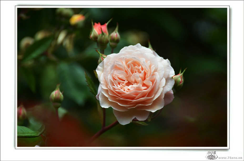 DSC_7425.jpg