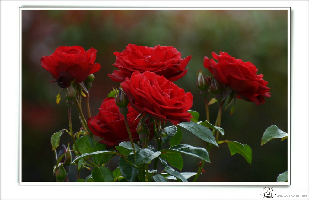 DSC_7620.jpg