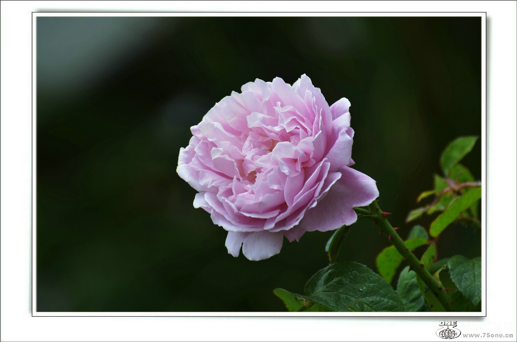 DSC_7385.jpg