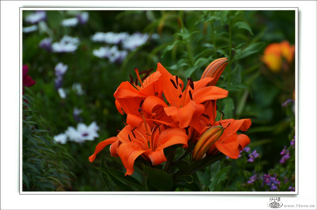 DSC_7294.jpg