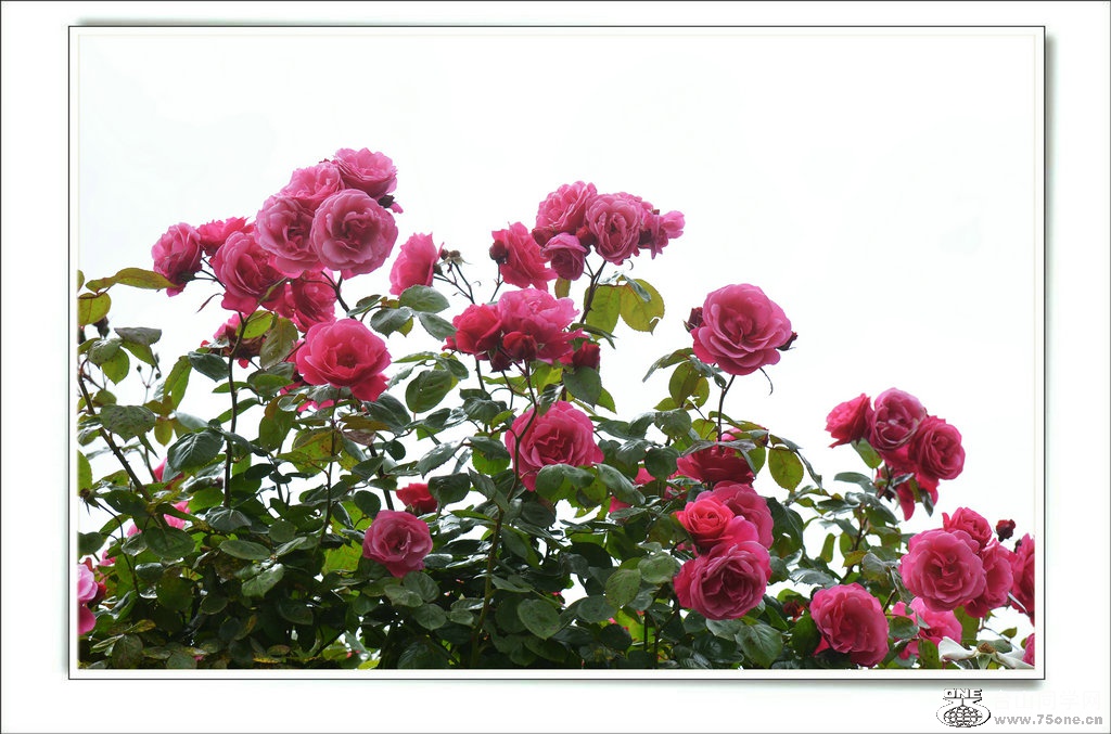 DSC_7372.jpg