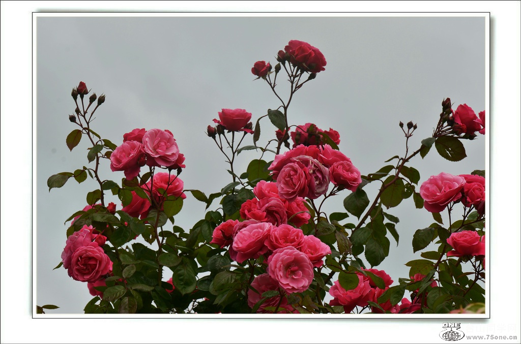 DSC_7438.jpg