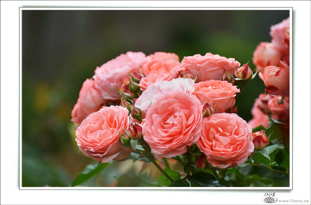 DSC_7393.jpg