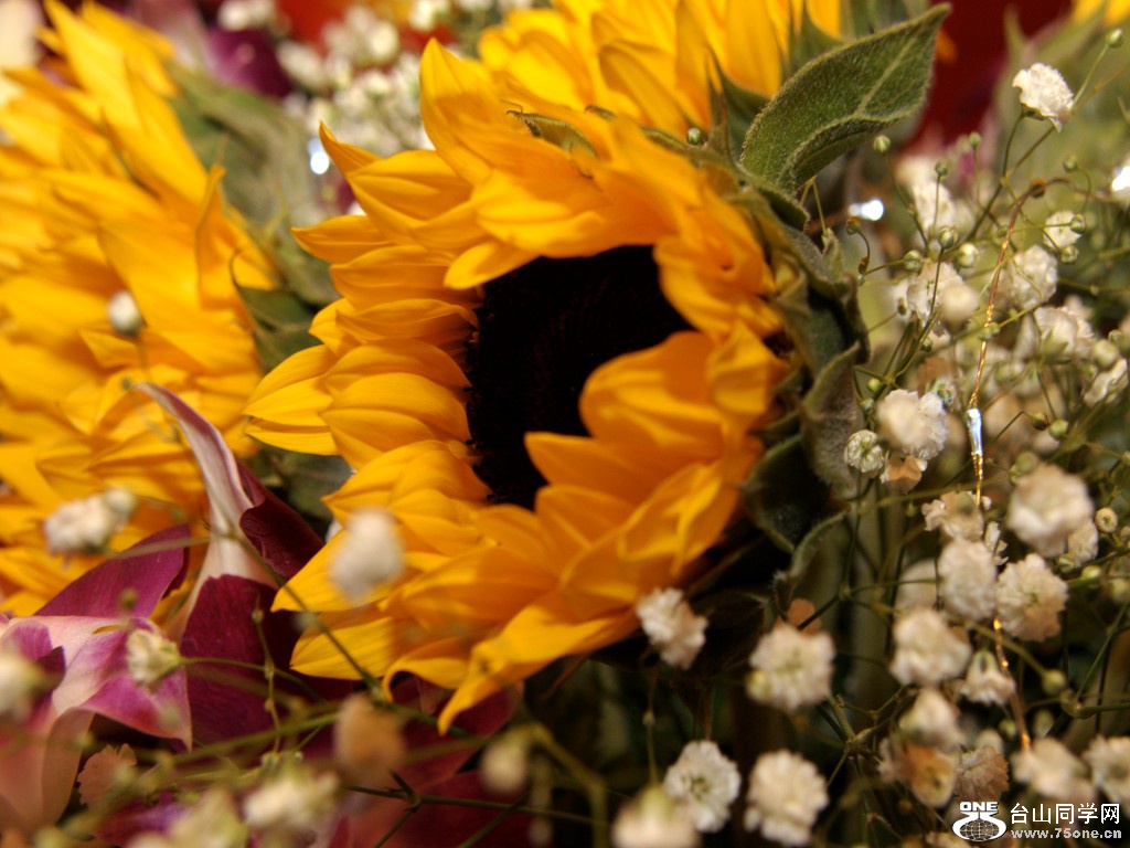 DSC_4650_conew1.jpg