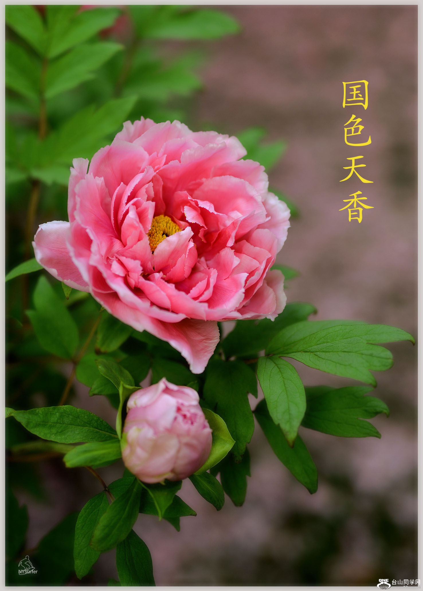 DSC_7559.jpg