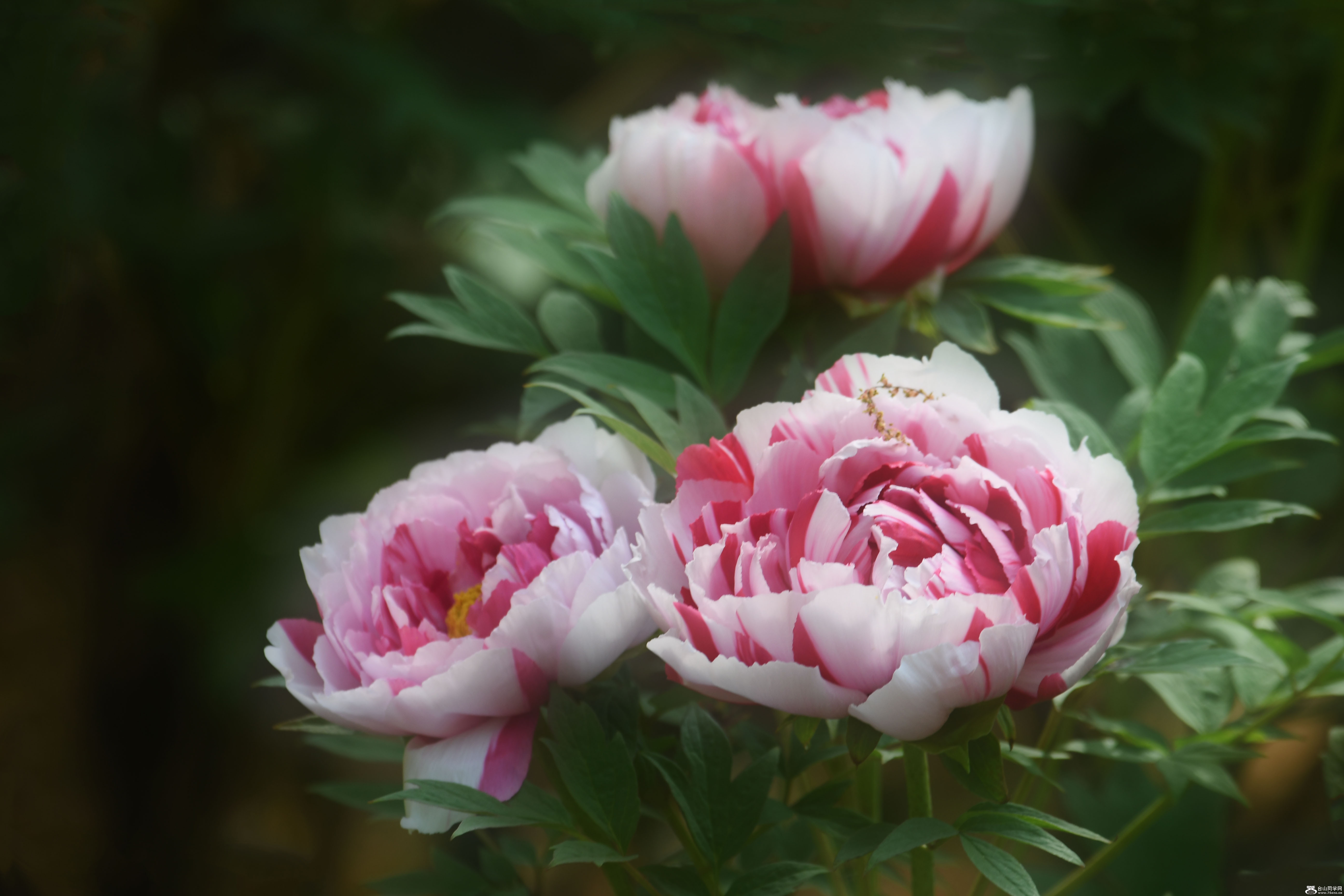 DSC_50082.jpg