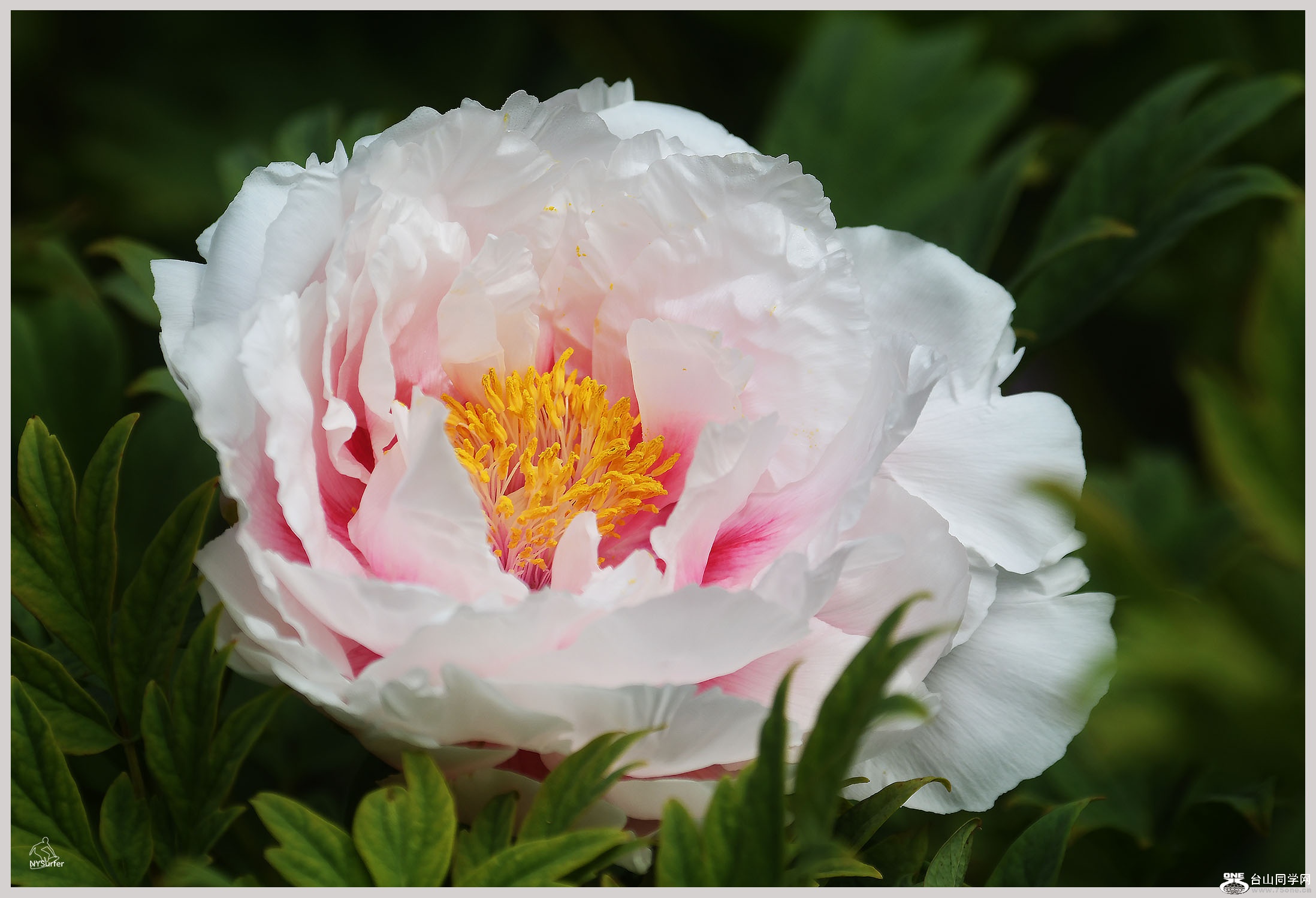 DSC_51089.jpg