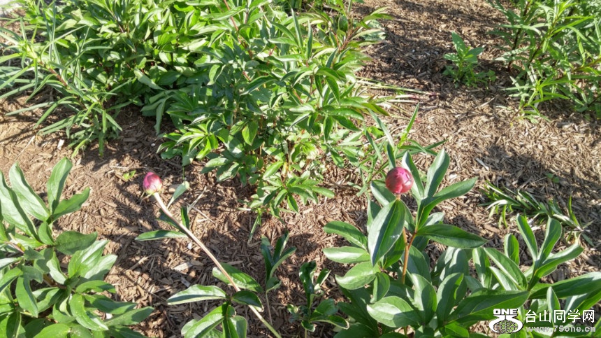 20180529_082311_HDR.jpg