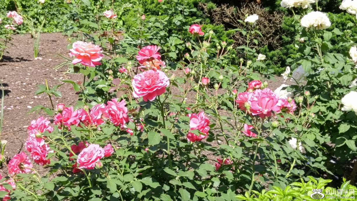 20180610_101134_HDR.jpg