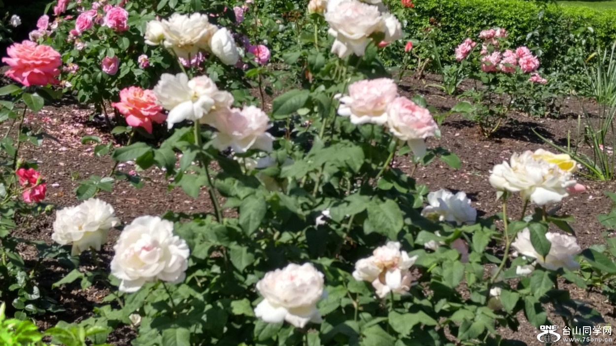 20180610_101146_HDR.jpg