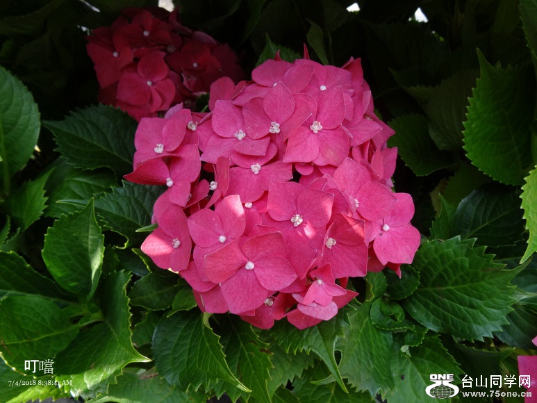 DSC00672a_1.jpg